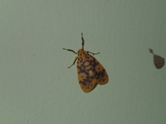 Miltochrista obsoleta