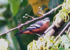 Lalage aurea