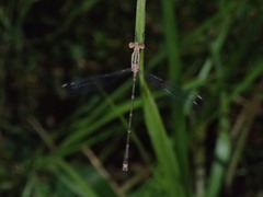 Lestes elatus