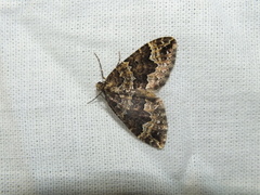 Lampropteryx suffumata