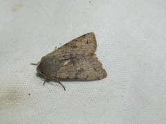 Orthosia incerta