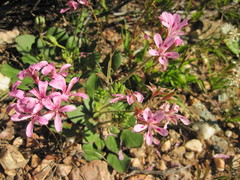 Pelargonium chelidonium