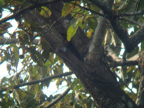 Indian Nuthatch (Sitta castanea), photo 7