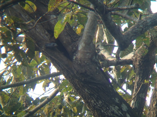 Indian Nuthatch (Sitta castanea), photo 6