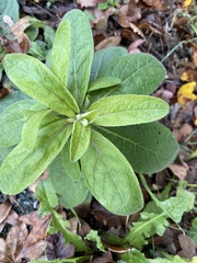 Verbascum thapsus