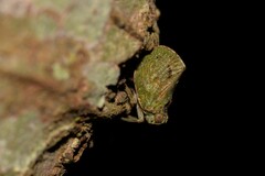 Cotylana angustifrons