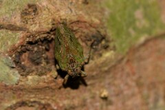 Cotylana angustifrons