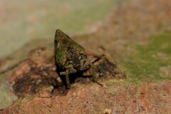 Cotylana angustifrons