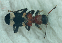 Thanasimus formicarius