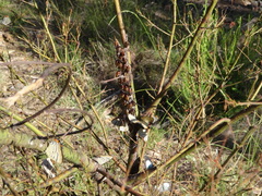 Jalmenus evagoras