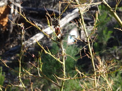 Jalmenus evagoras