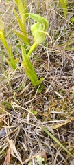 Pterostylis australis
