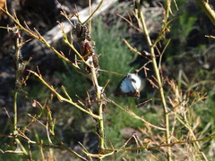 Jalmenus evagoras