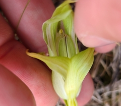 Pterostylis australis