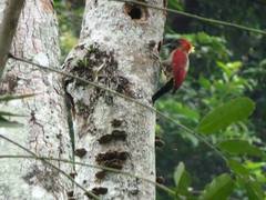 Chrysophlegma miniaceum