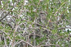 Cercotrichas leucophrys