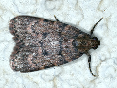 Mimaglossa nauplialis