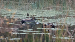 Mareca strepera strepera