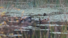 Mareca strepera strepera