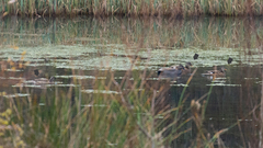 Mareca strepera strepera