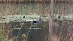 Mareca strepera strepera