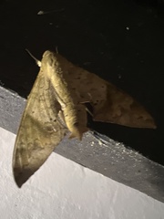 Pachylioides resumens