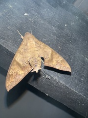 Pachylioides resumens