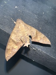 Pachylioides resumens