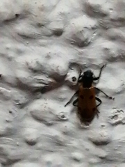 Trichodes octopunctatus