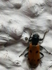 Trichodes octopunctatus