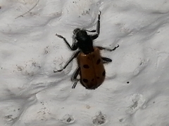 Trichodes octopunctatus