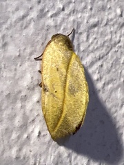 Maschane