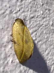 Maschane
