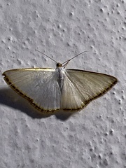 Leuciris fimbriaria