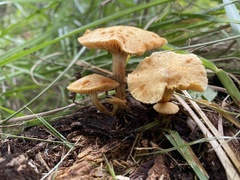 Gymnopilus dilepis