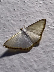 Leuciris fimbriaria