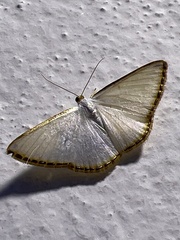 Leuciris fimbriaria