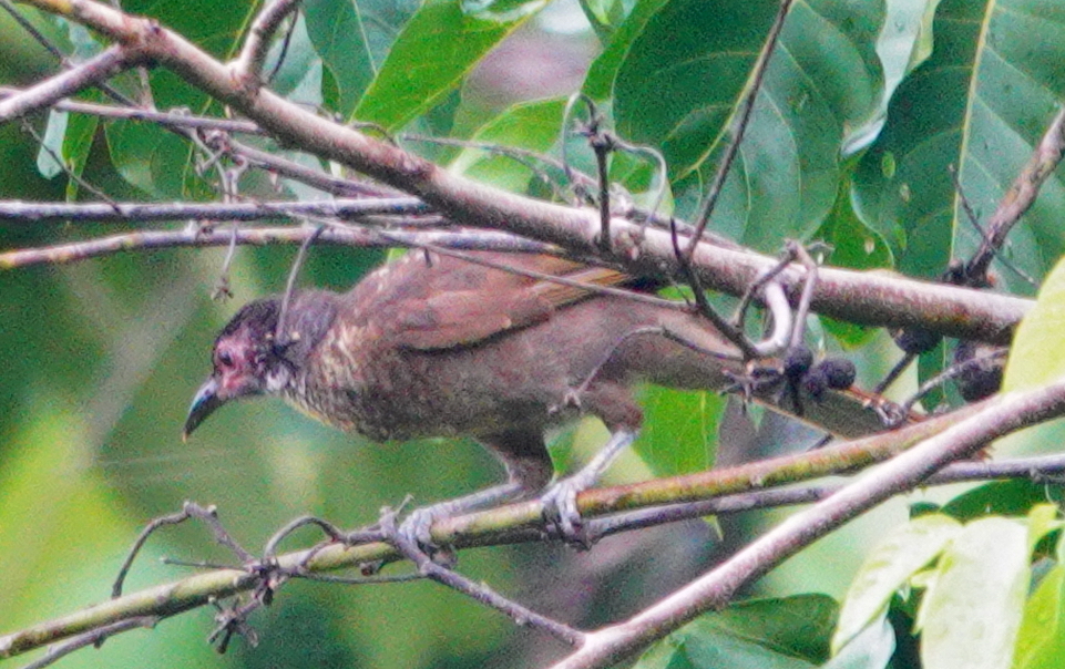 Morotai Friarbird (Philemon fuscicapillus), photo 4
