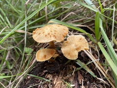 Gymnopilus dilepis