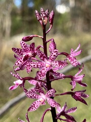 Dipodium punctatum