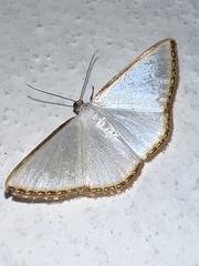 Leuciris fimbriaria