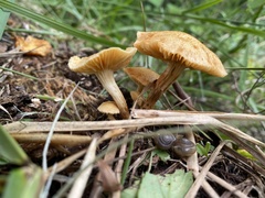 Gymnopilus dilepis