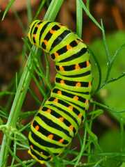 Papilio machaon