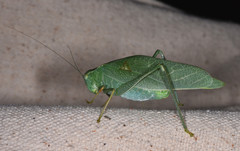 Microcentrum californicum