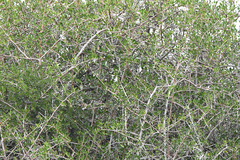 Cercotrichas leucophrys