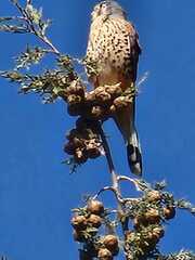 Falco tinnunculus
