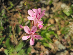 Pelargonium chelidonium