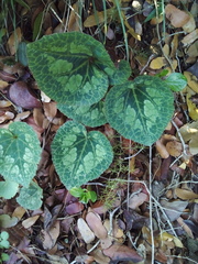 Cyclamen persicum