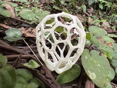 Clathrus chrysomycelinus