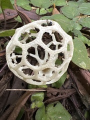 Clathrus chrysomycelinus